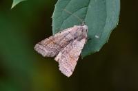 Agrochola lychnidis