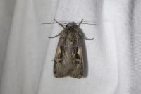Xestia c-nigrum