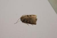 Eugnorisma glareosa