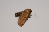 Agrochola lychnidis