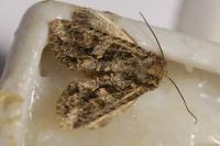 Dryobotodes eremita