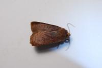 Conistra ligula