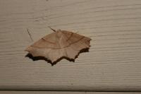 Gerinia honoraria