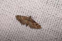 Gymnoscelis rufifasciata