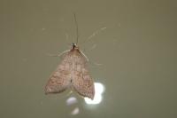 Mecyna asinalis