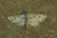 Gymnoscelis rufifasciata