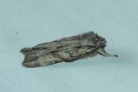 Lithophane leautieri