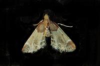 Pyralis farinalis
