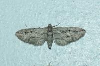 Eupithecia phoeniceata