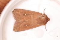 Mythimna albipuncta