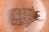 Xestia xanthographa
