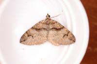 Pareulype berberata berberata