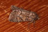 Thalpophila matura