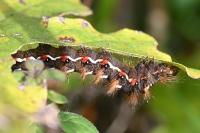 Acronicta rumicis