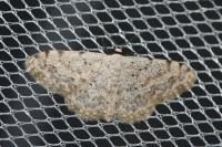 Scopula submutata roseonitens