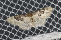 Idaea rusticata