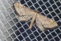 Idaea infirmaria