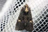 Mesapamea secalella/secalis