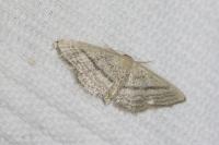 Idaea mediaria
