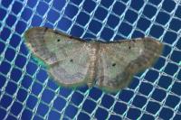 Idaea politaria