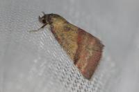 Phytometra viridaria