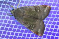 Noctua janthe/janthina