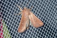 Mythimna albipuncta