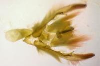Anchoscelis helvola
