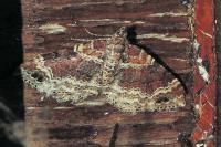 Xanthorhoe spadicearia/ferrugata
