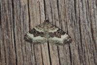 Epirrhoe alternata