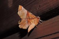 Selenia lunularia
