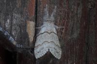 Calliteara pudibunda
