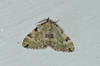 Colostygia pectinataria