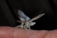 Calliteara pudibunda