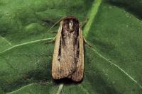 Ochropleura plecta