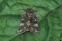Polymixis lichenea