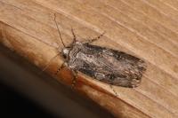Agrotis catalaunensis