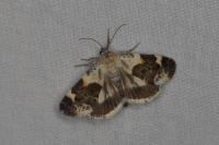 Acontia lucida