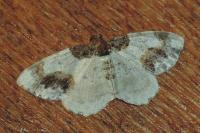 Ligdia adustata