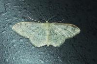 Idaea aversata