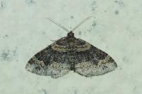 Xanthorhoe ferrugata