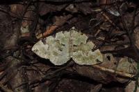 Colostygia pectinataria