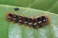 Euproctis chrysorrhoea