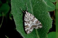 Scoparia pyralella