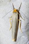 Manulea complana