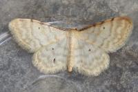 Idaea humiliata