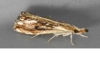 Catoptria verellus