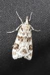 Eudonia delunella