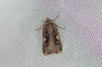 Xestia c-nigrum