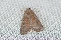 Xestia xanthographa